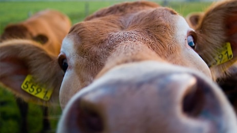 Stichting beter leven keurmerk